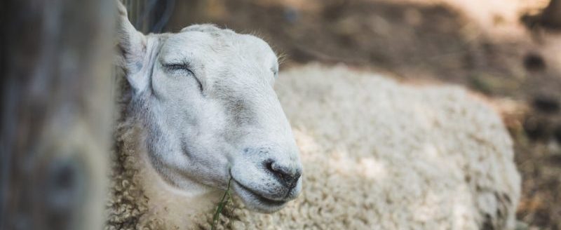 Insomnie et troubles du sommeil, remèdes naturels