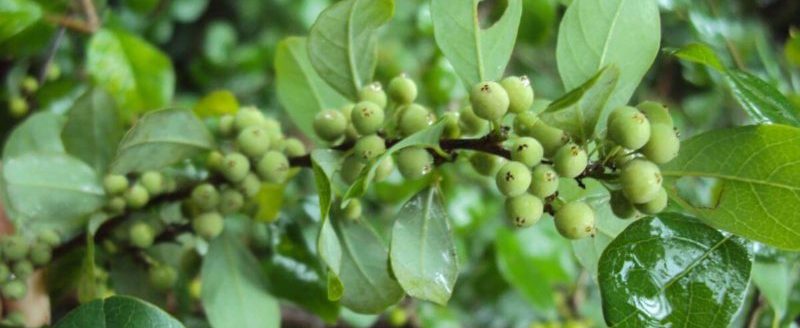 Commiphora mukul ou wightii, plante médicinale ayurvédique