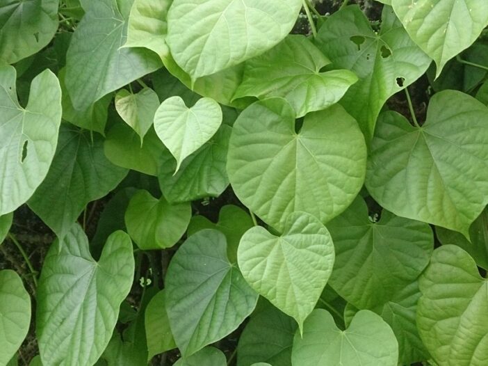 Article Guduchi, protection et purification Ayurvéda Révolution