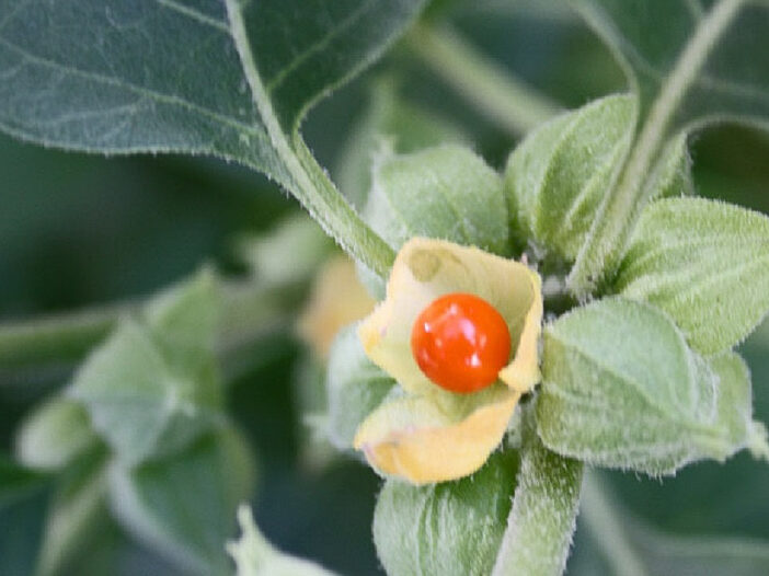Article Ashwagandha, racine de vitalité Ayurvéda Révolution