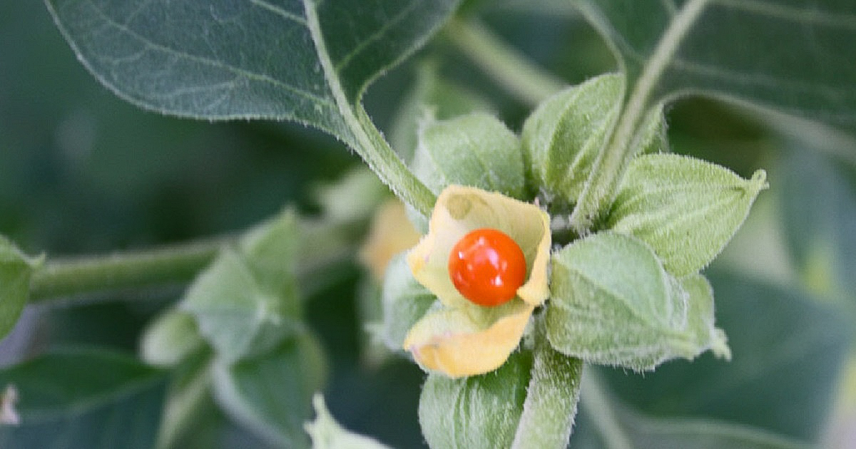 Article Ashwagandha, racine de vitalité Ayurvéda Révolution