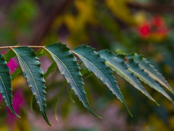 Article Neem, grand nettoyeur du sang Ayurvéda Révolution