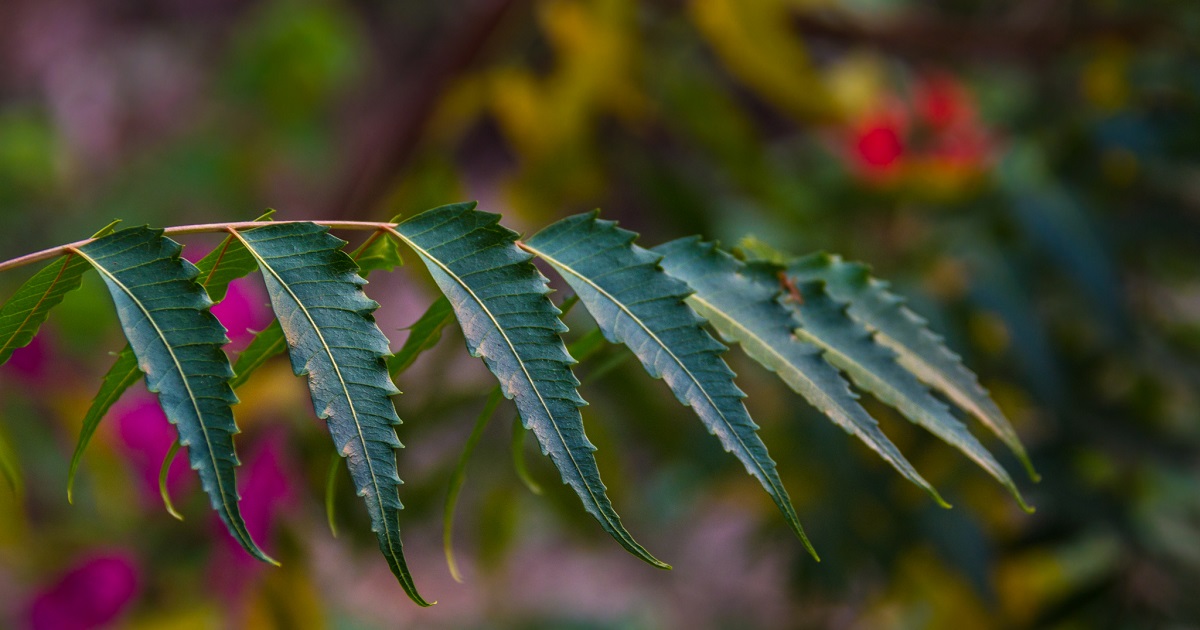 Article Neem, grand nettoyeur du sang Ayurvéda Révolution