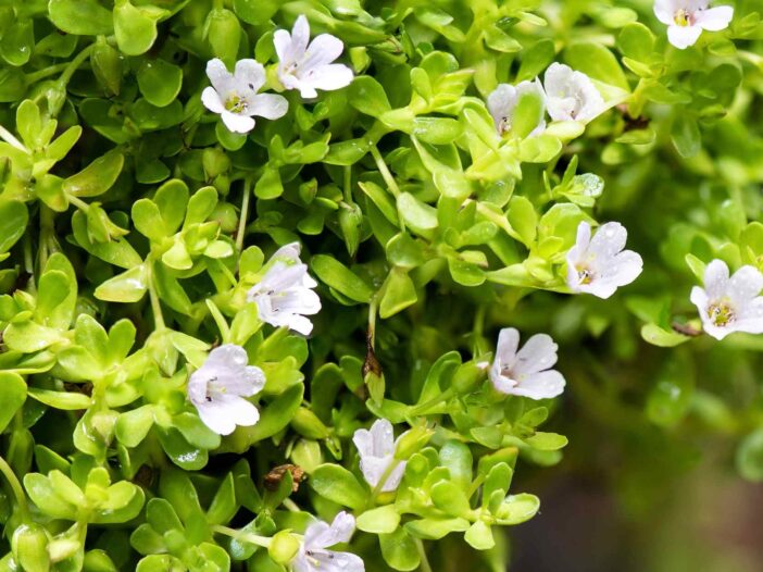 Bacopa monnnieri