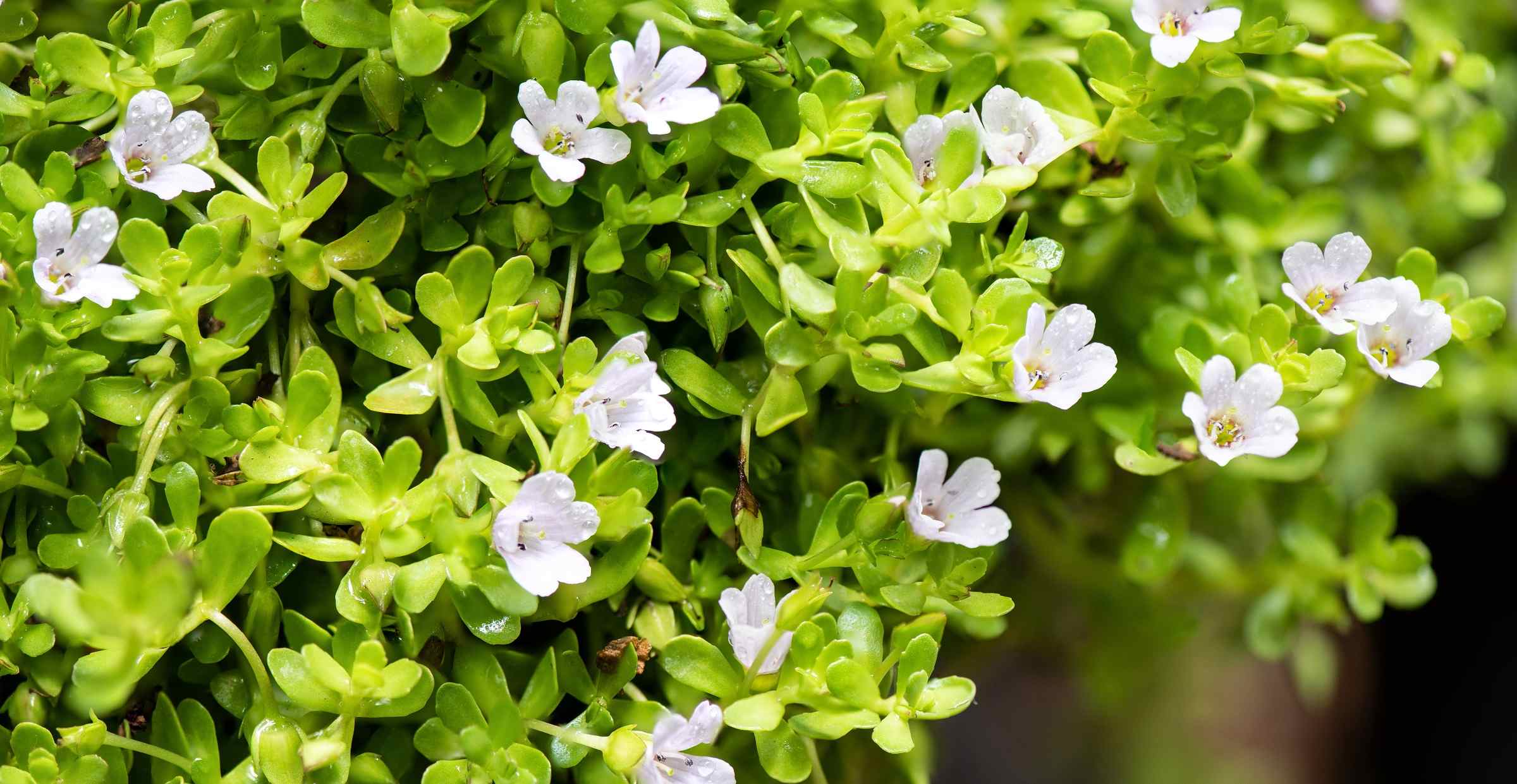 Bacopa monnnieri