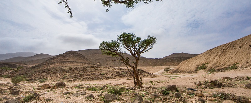Boswellia