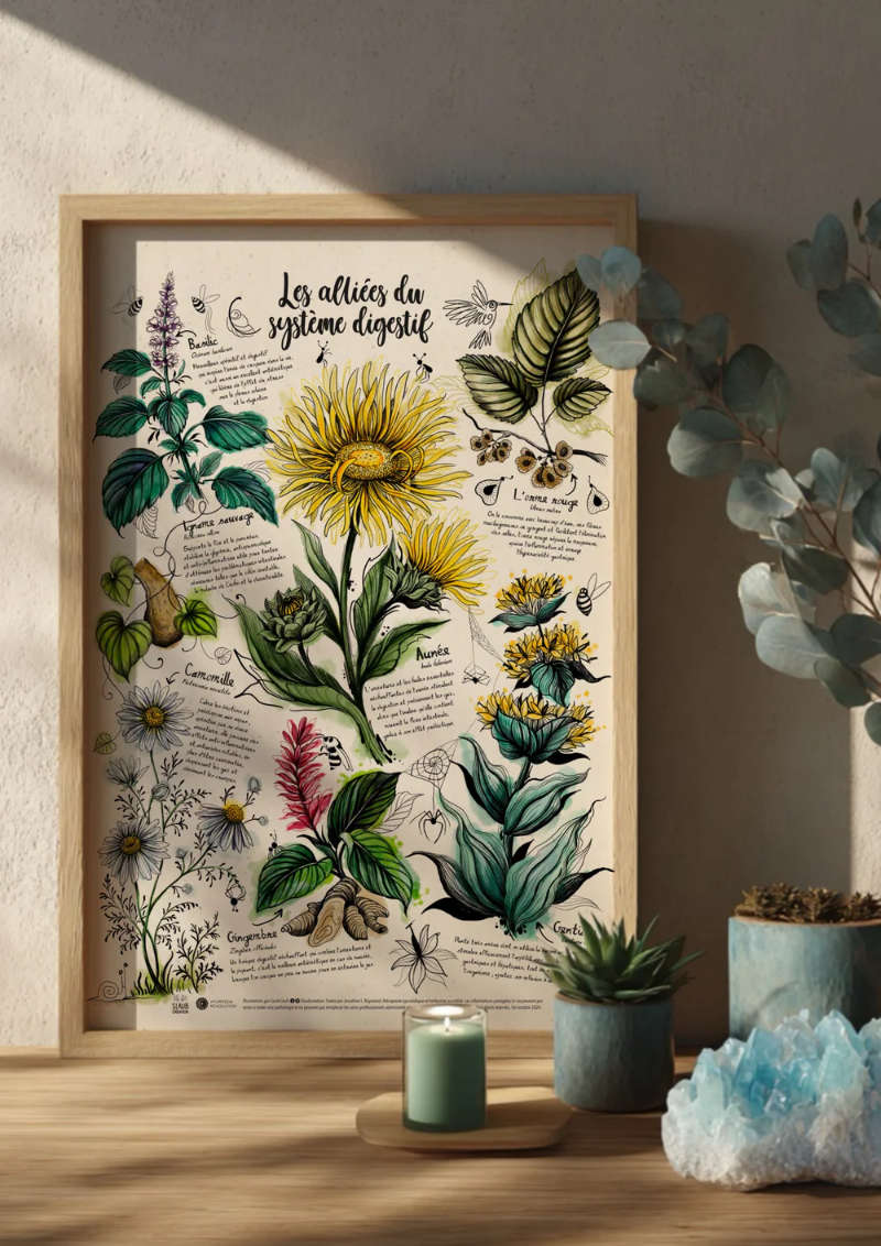 Plantes médicinales alliées du système digestif