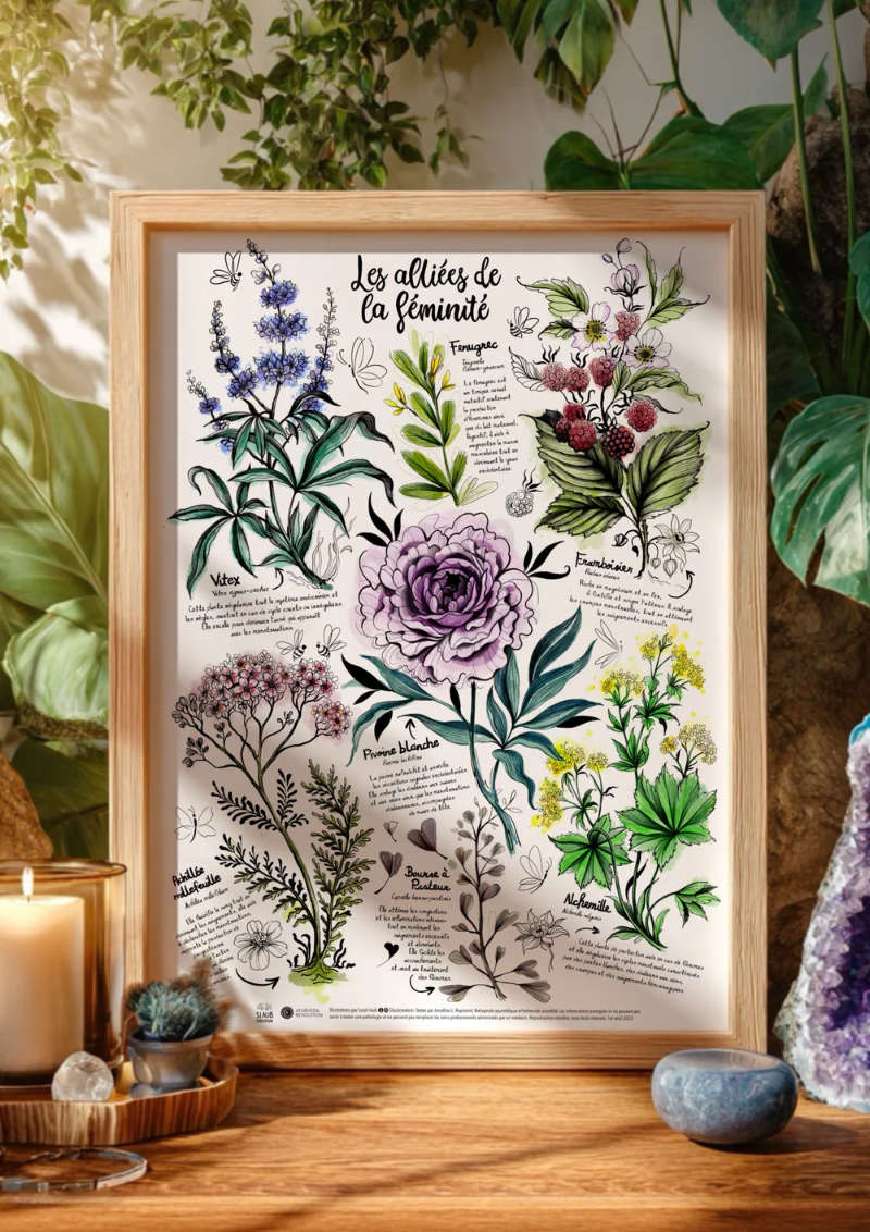 Plantes médicinales alliées de la féminité
