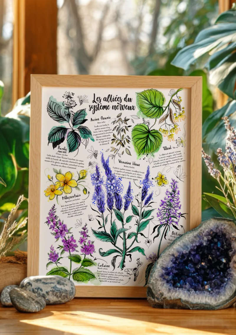 Plantes médicinales alliées du système nerveux