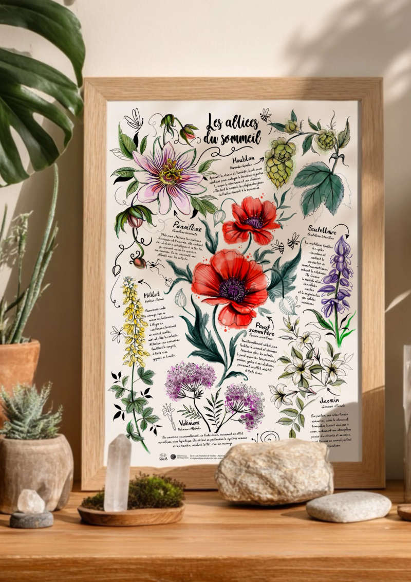 Plantes médicinales alliées du sommeil